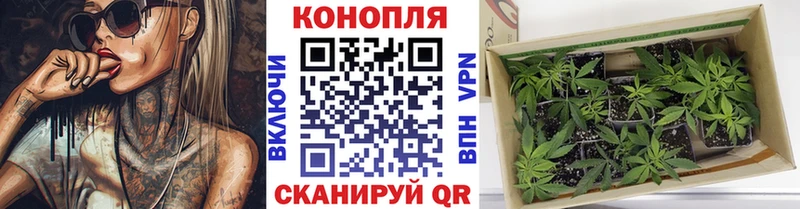 Конопля план  Купить  Кирс 